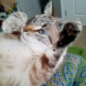 Make me a reasonable offer to keep Indigo happy!